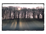Sunrise Trees Border