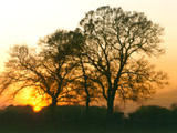 Sunset Through Trees