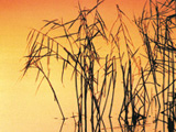 Reeds 2