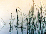 Reeds 3