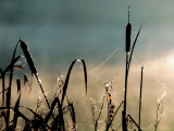 Misty Reeds