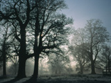 Morning Trees