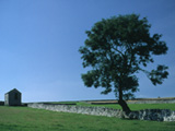 Oak Tree