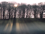 Sunrise Through Trees