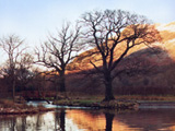 Tree Reflection