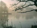 Tree Water