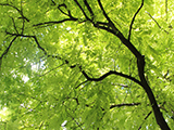 GREEN TREES
