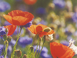 POPPIES CORNFLOWERS