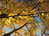 SUNSHINE TREE