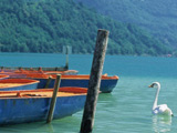 Boats Swan