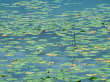 Monet