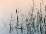 Reeds
